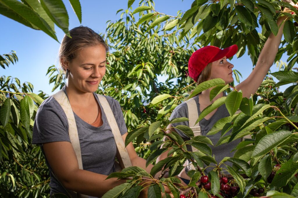 Canadian Cherry Month