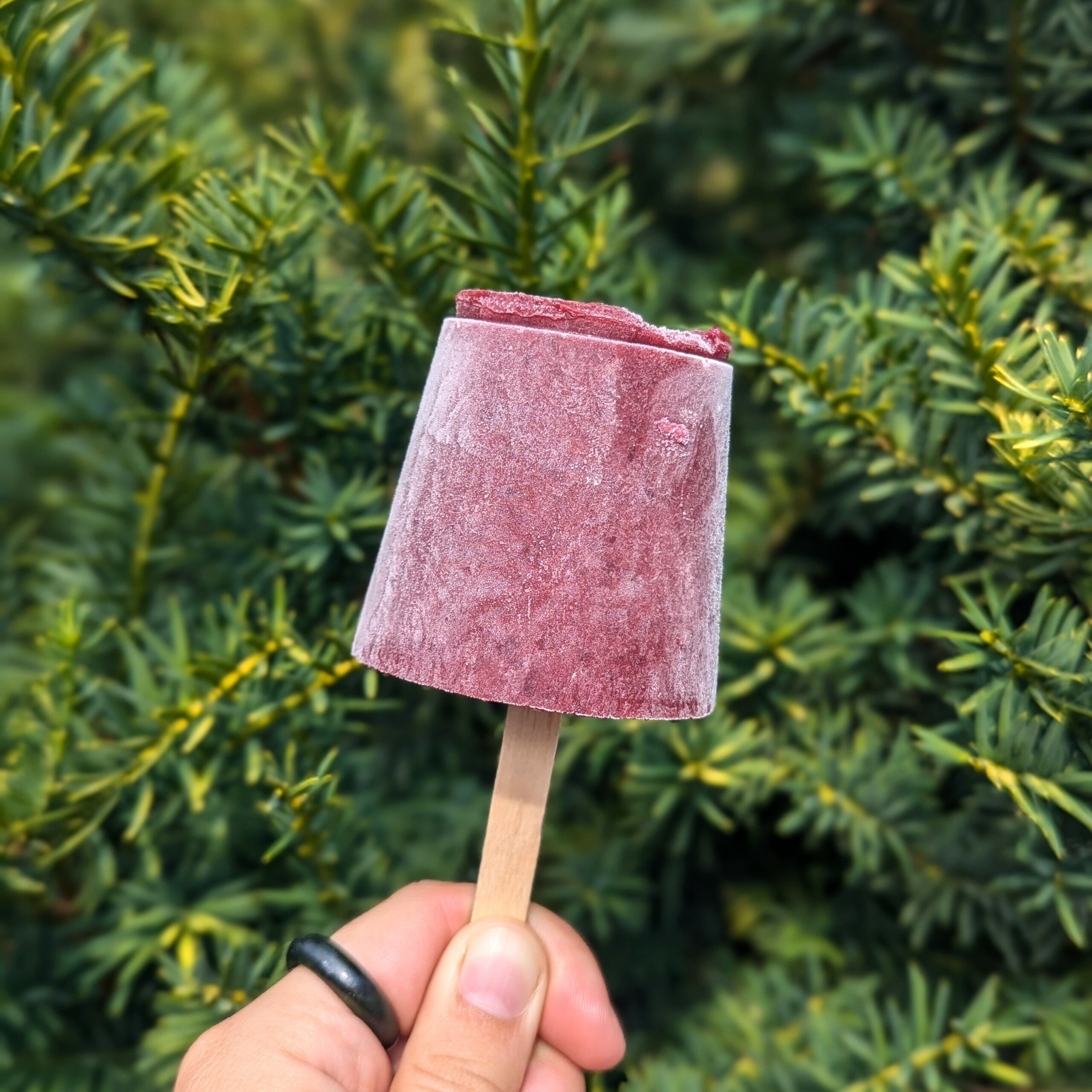 Creamy Cherry Popsicles - BC Cherry Association
